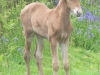 Cheyenne\'s Foal