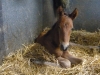 foal2