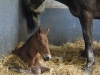 foal3