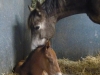 foal4