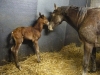 foal5