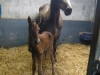 foal6