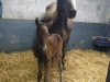 foal7