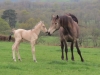 foal3