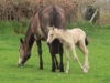 foal4