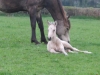 foal5