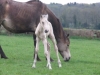 foal6