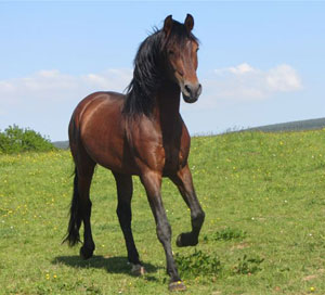 Oyon - Andalusian Stallion