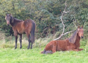 Jac and Jo after being gelded