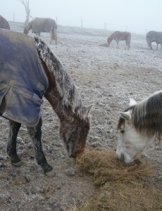 Henry frosty - Zac spent the night in a stable