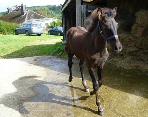 Bajardo Pre Foal off to Grimsby