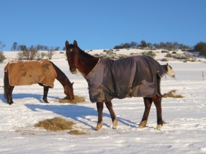 Snowy Diablo