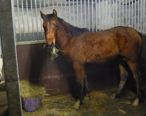 Vader in a stable