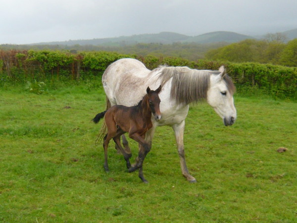 banderra-foal-10052014