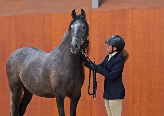 Oli Iberian Show