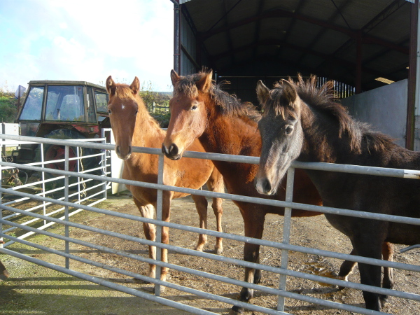 weaned foals 2014
